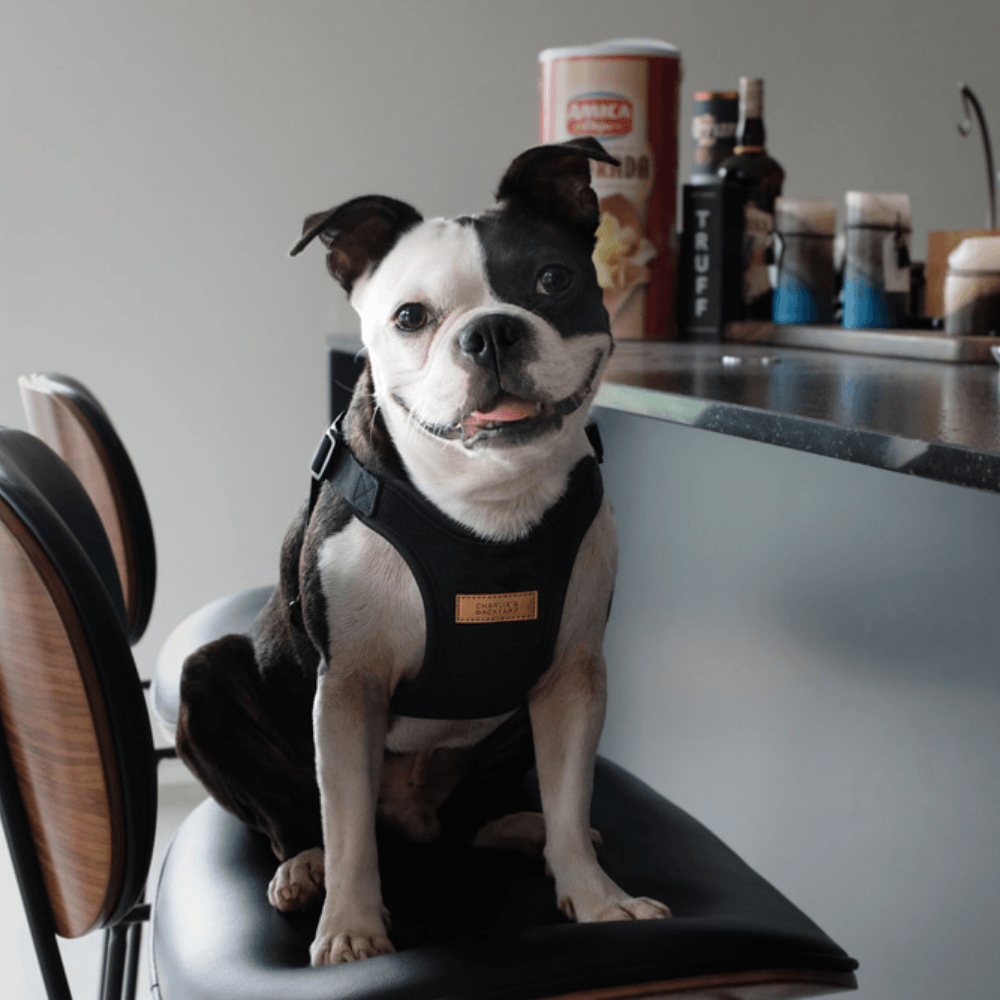 Comfort Harness - Black Harness Charlie's Backyard