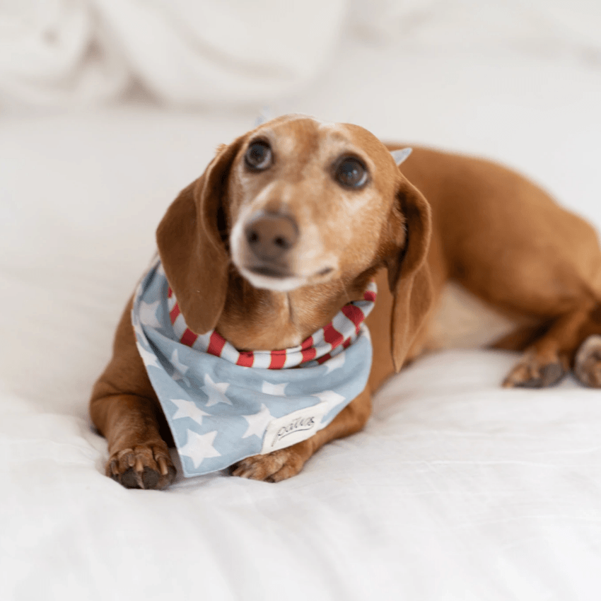 Red and Blue Stars Dog Bandana Bandana The Paws