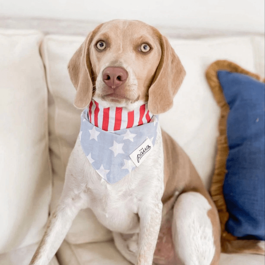 Red and Blue Stars Dog Bandana Bandana The Paws