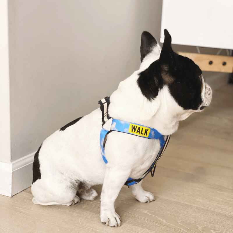 Le Sport Harness - Walk Harness Saint Rue