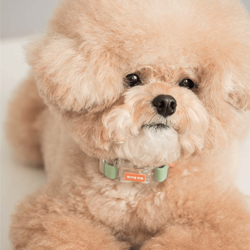 Macaron Waterproof Collar and Leash Set (4 Colors) Collar Bite Me