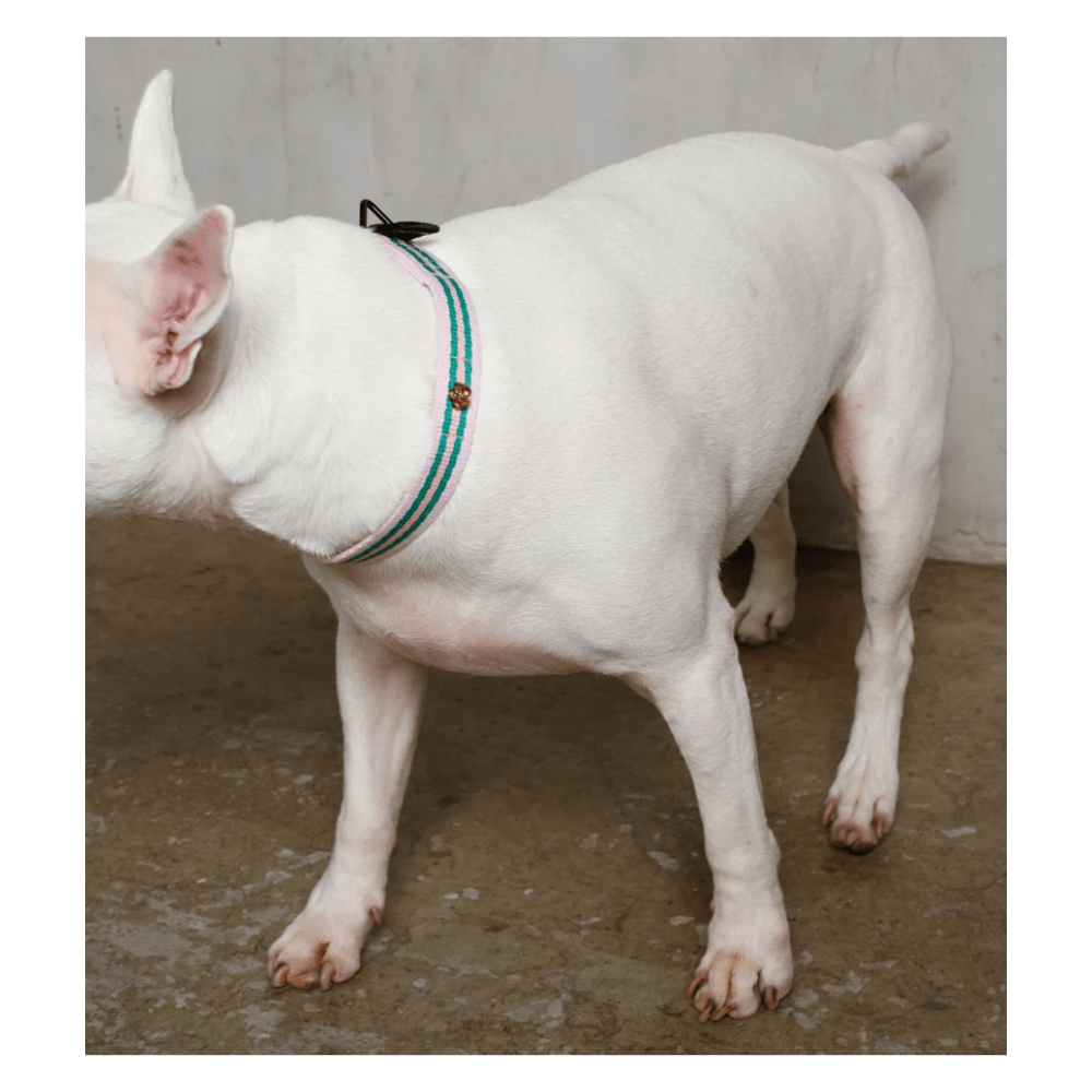 Le Classic Collar - Rue La Rose Collar Saint Rue