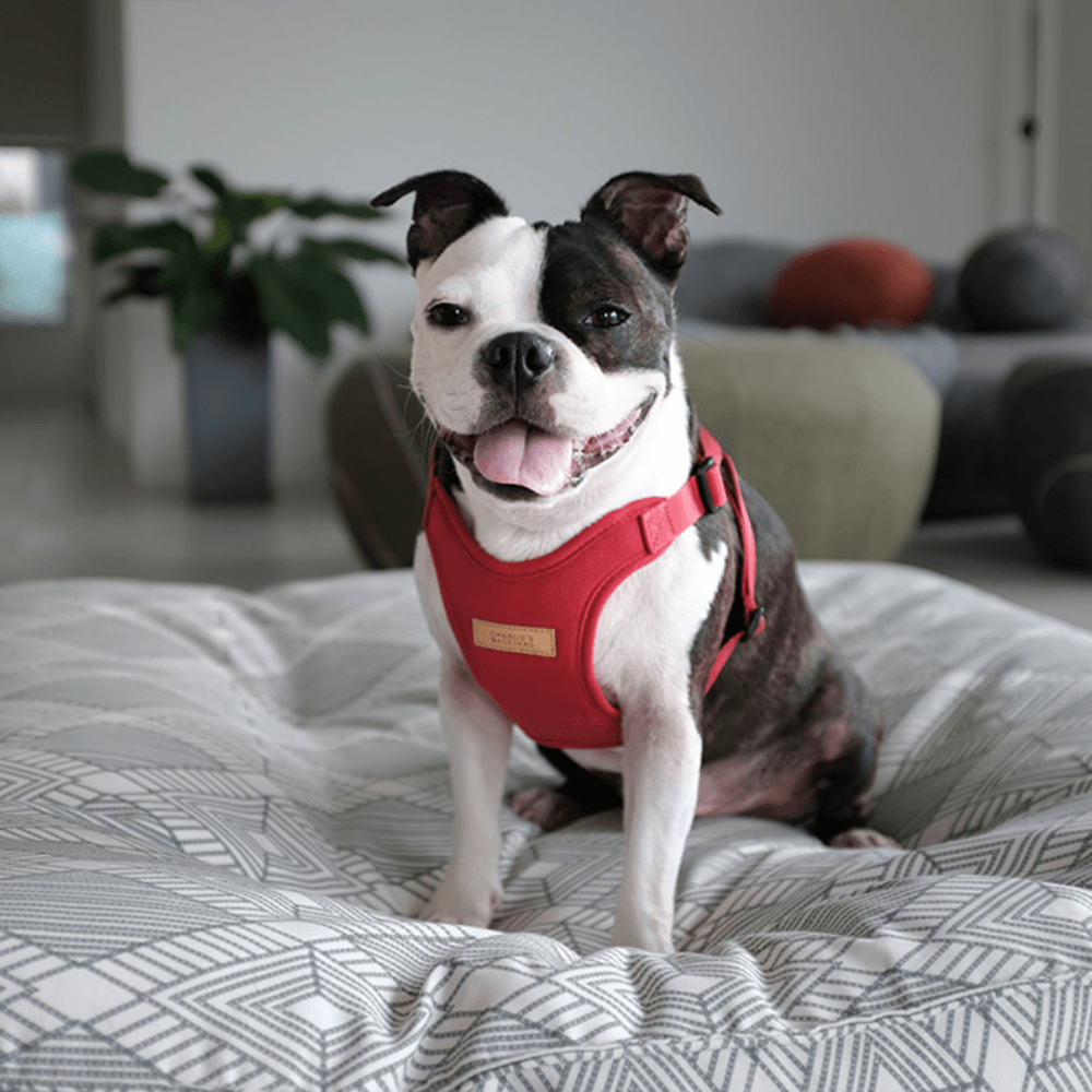 Comfort Harness - Red Harness Charlie's Backyard