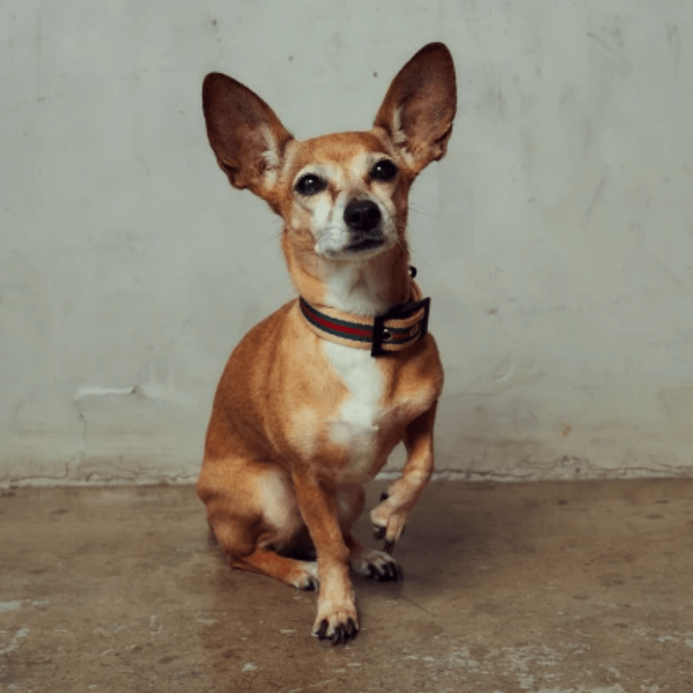 Le Classic Collar - Rue St Jacques Collar Saint Rue