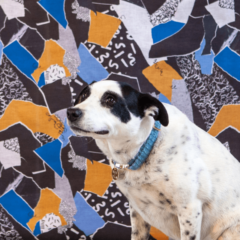 Jumbo Cord Collar - Sky Collar Nice Digs