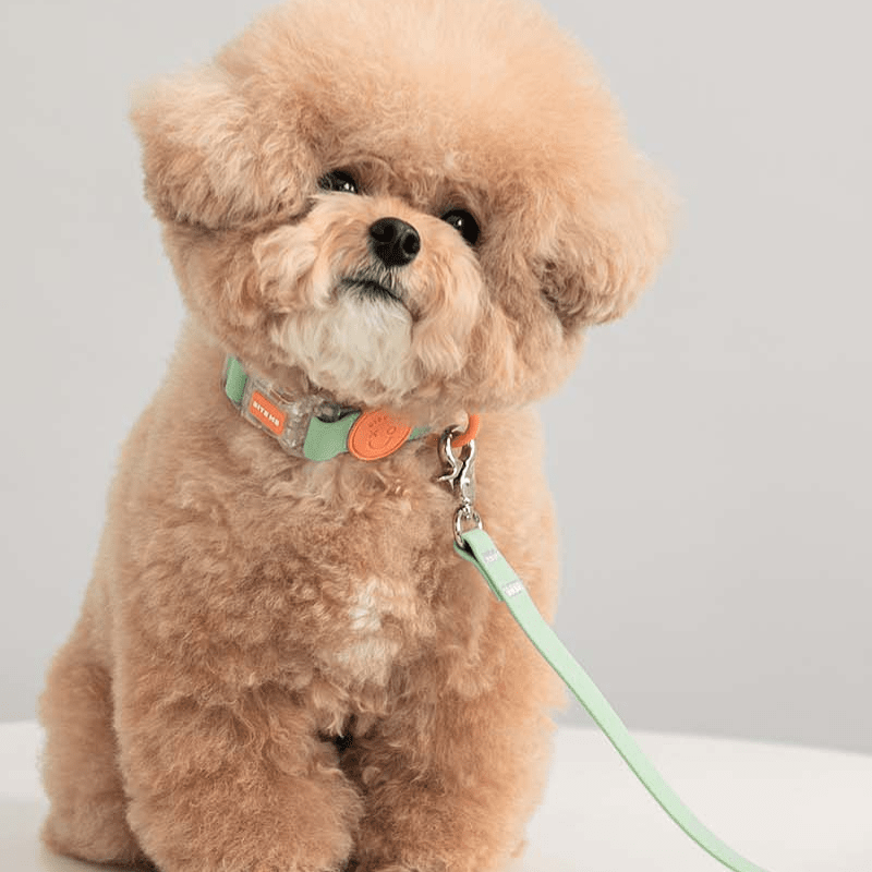 Macaron Waterproof Collar and Leash Set (4 Colors)