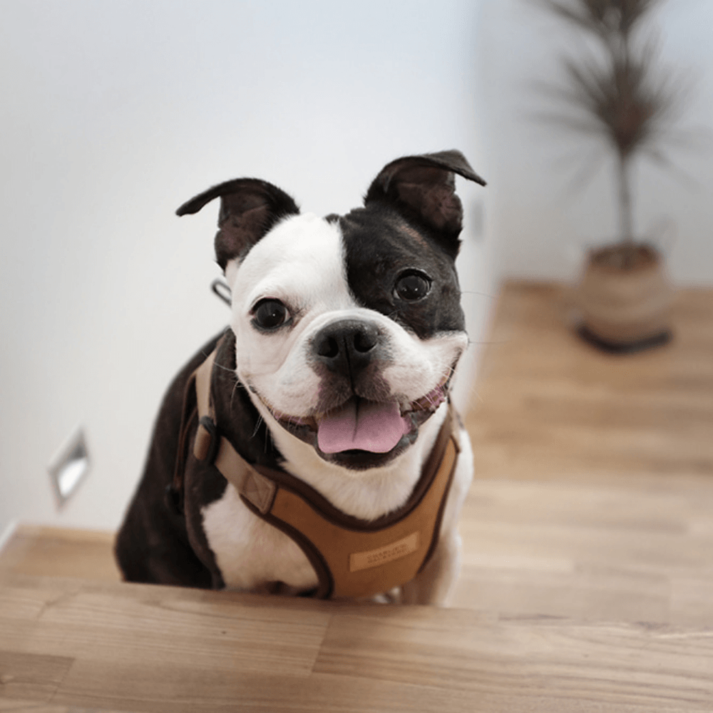 Comfort Harness - Brown Harness Charlie's Backyard