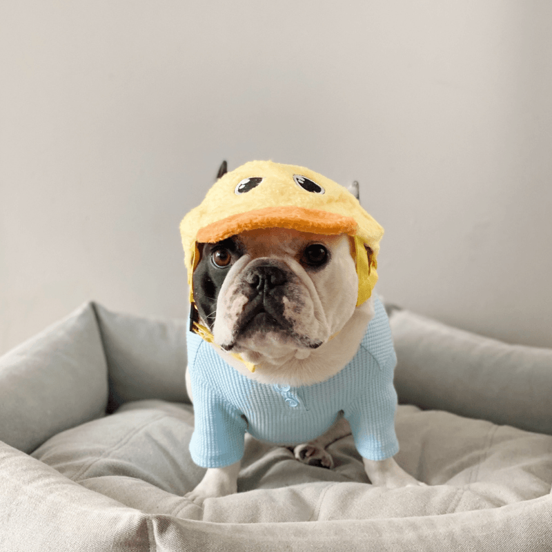 Duck hat for dogs deals