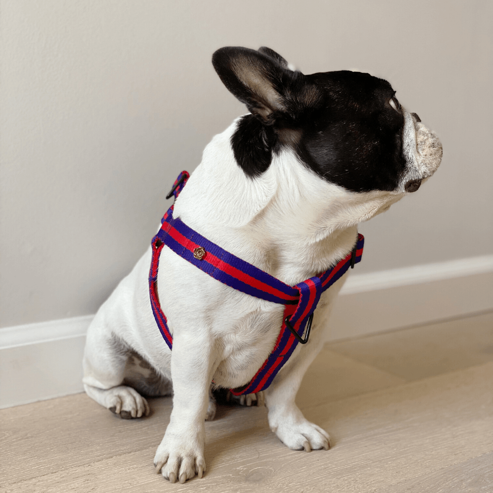 french bulldog harness lv