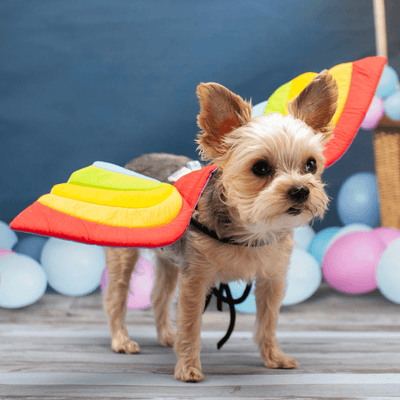 Dog sales rainbow costume