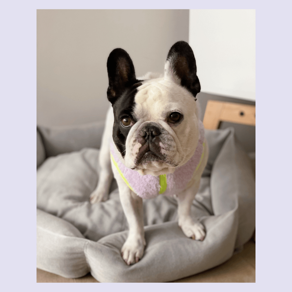 Neon Boa Fleece Vest - Lilac Clothing ITS DOG