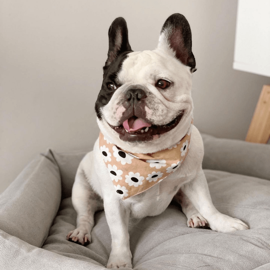 Daisy bandana for 2024 dogs