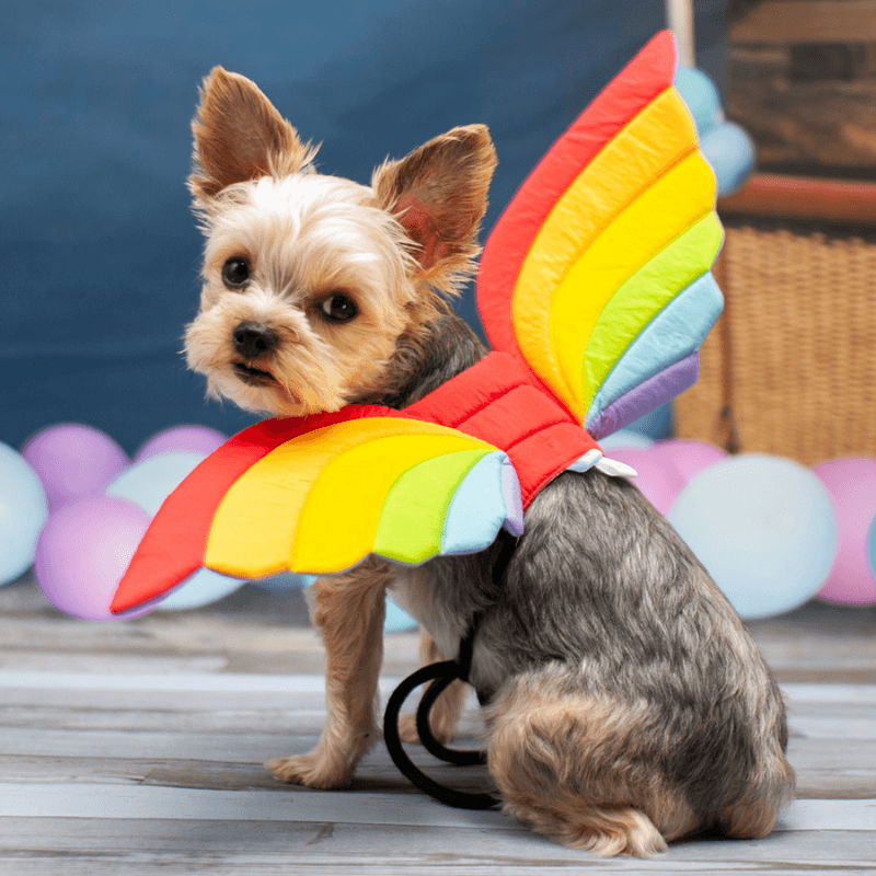Rainbow Wings Dog Costume Accessories Dogo