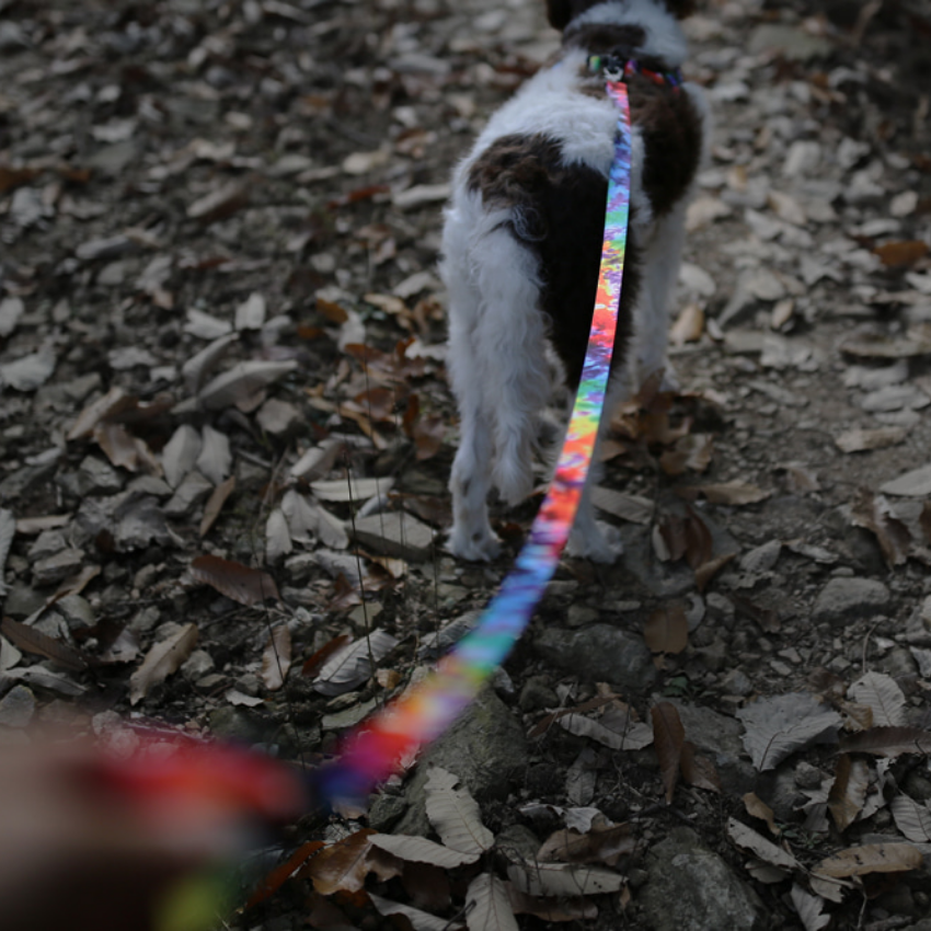 Rover Leash Leash Charlie's Backyard