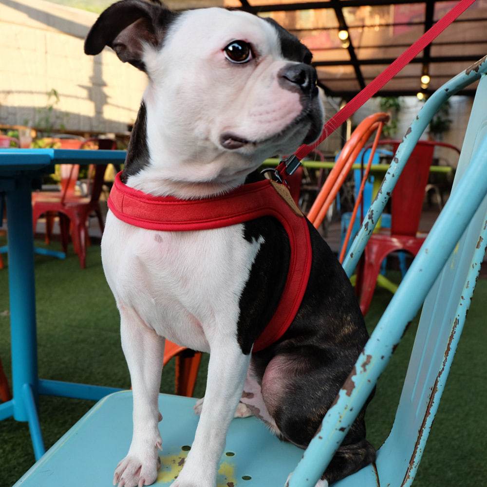 Adjustable Easy Harness - Red Harness Charlie's Backyard