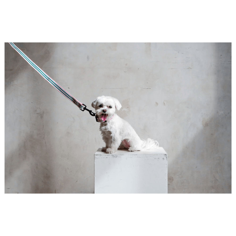 Le Classic Collar - Rue La Rose Collar Saint Rue