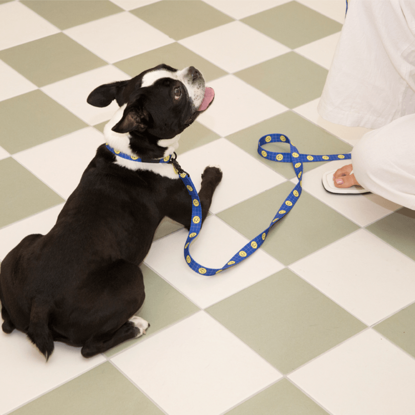 Smiley Face Dog Leash - Blue Leash Andblank