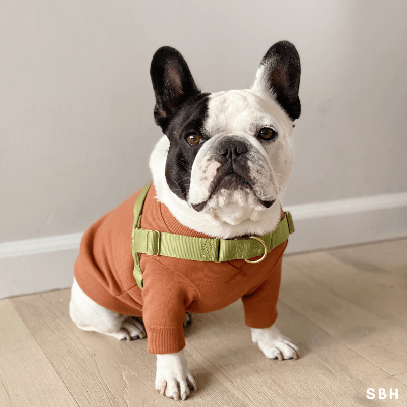 Roam Harness - Black Harness Awoo