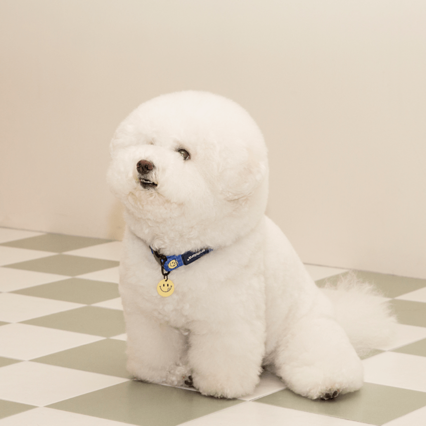 Smiley Face Dog Collar - Blue Collar Andblank