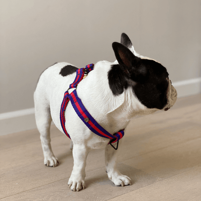Spotty dog best sale harness