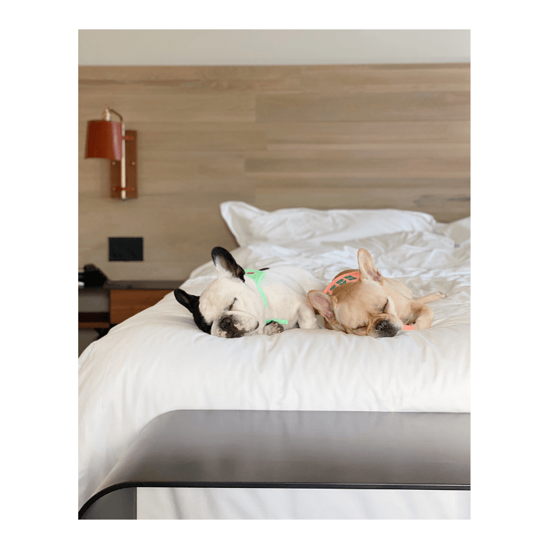 Baby Boss Bib Bandana Hey Jerry