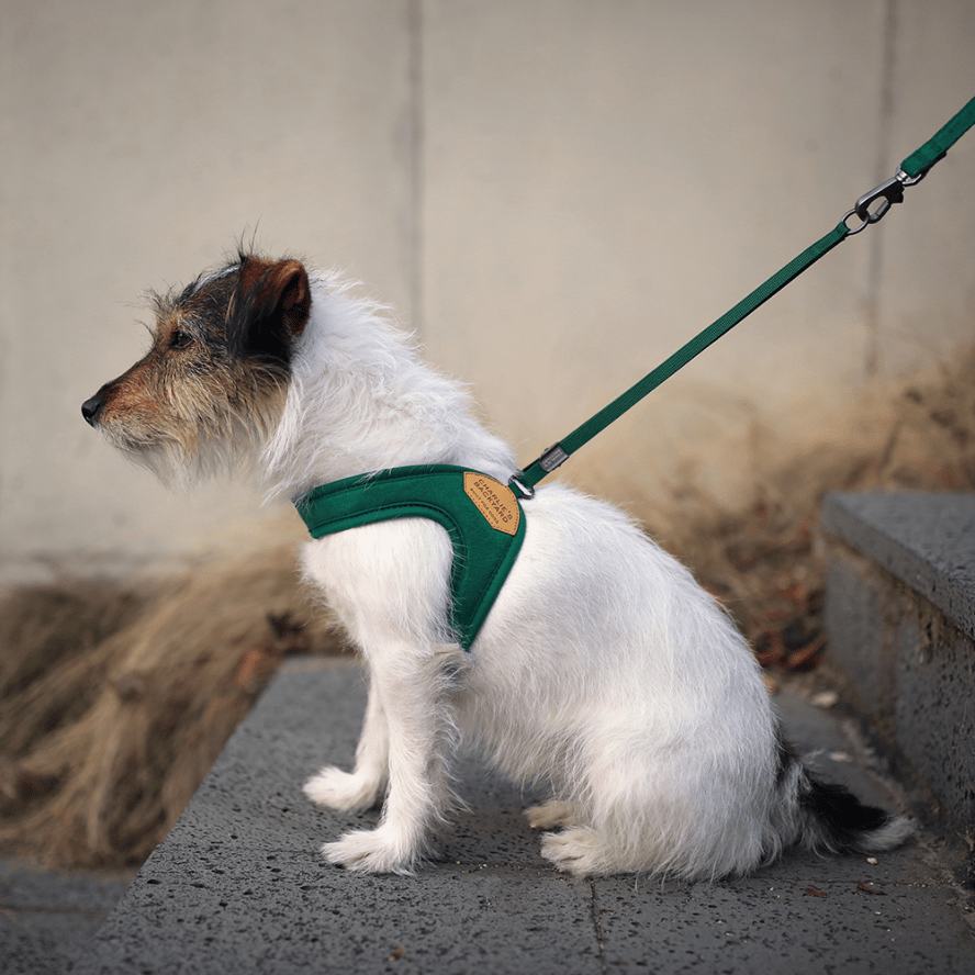 Simple 2024 harness dog