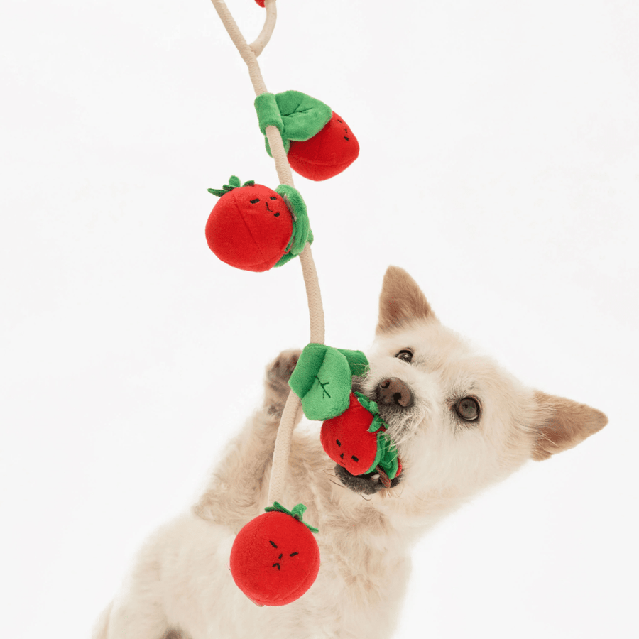 Cherry Tomato Nose Work and Tug Toy
