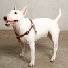 Le Classic Harness - Rue St Jacques Harness Saint Rue