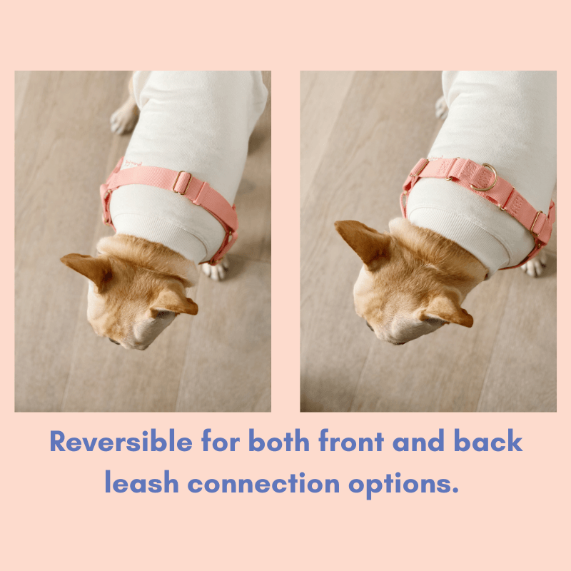 Roam Harness - Spice Harness Awoo