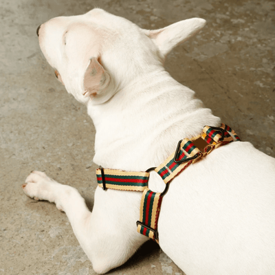 Le Classic Harness - Rue St Jacques Harness Saint Rue
