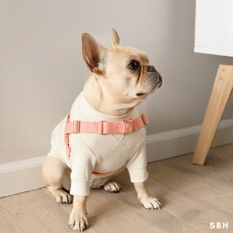 Roam Harness - Black Harness Awoo