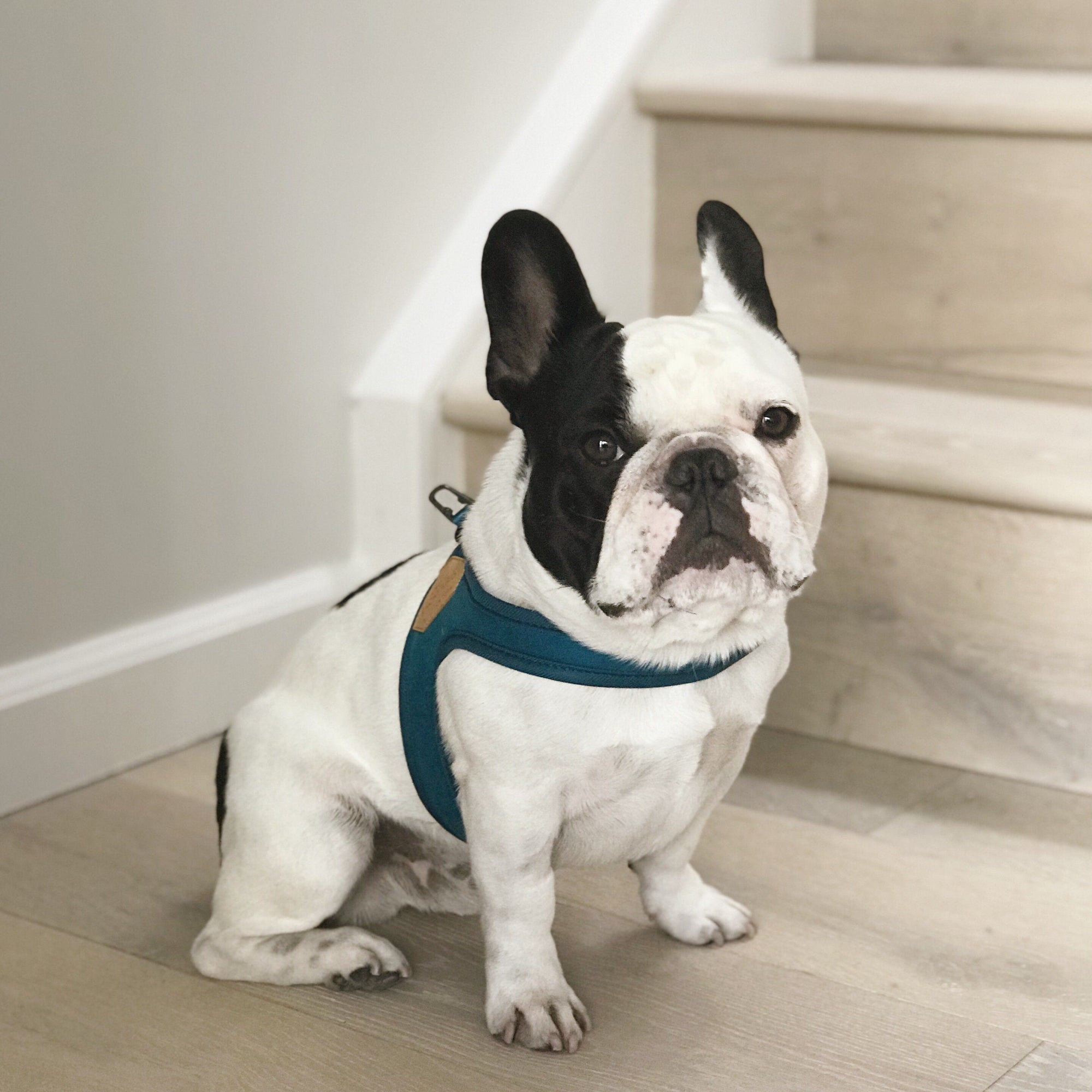 Buckle-Up Easy Harness - Blue Harness Charlie's Backyard