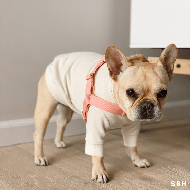 Roam Harness - Black Harness Awoo