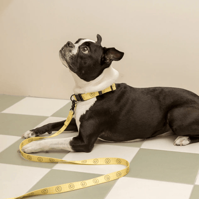 Smiley Face Dog Collar - Yellow Collar Andblank