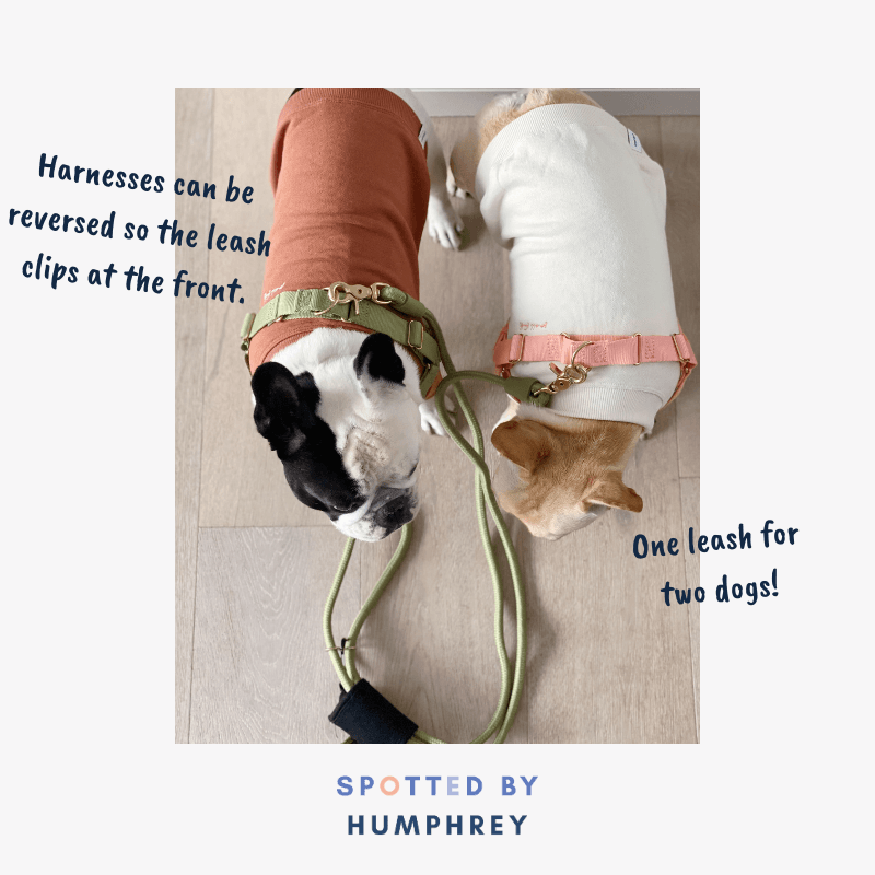 Roam Harness - Black Harness Awoo