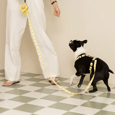 Smiley Face Dog Harness - Yellow Harness Andblank