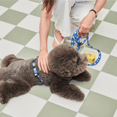 Smiley Face Dog Harness - Blue Harness Andblank
