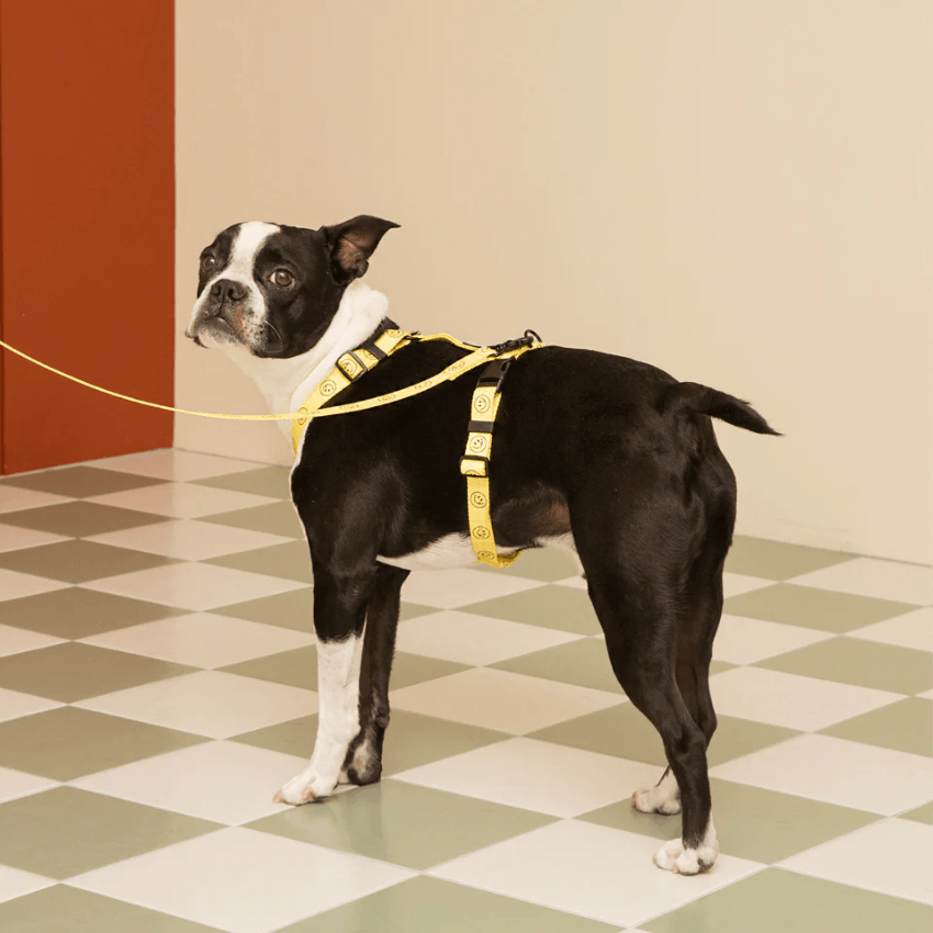 Smiley Face Dog Harness - Yellow Harness Andblank