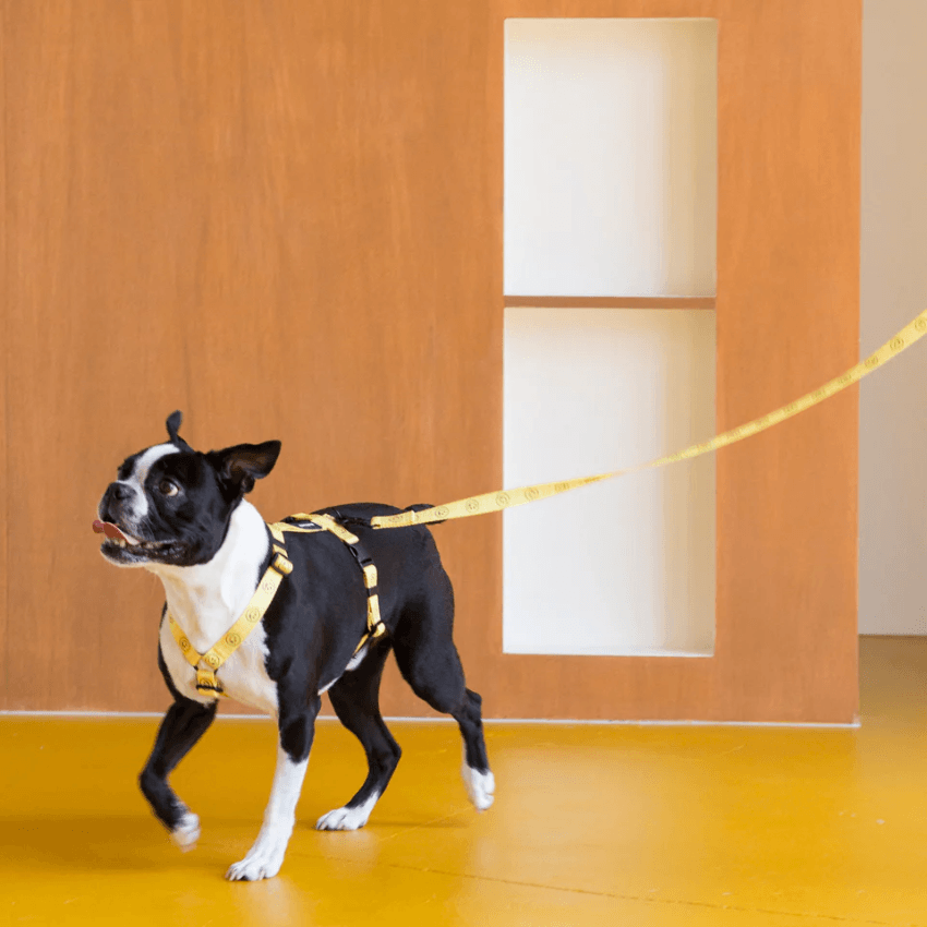 Smiley Face Dog Harness Yellow Spotted By Humphrey