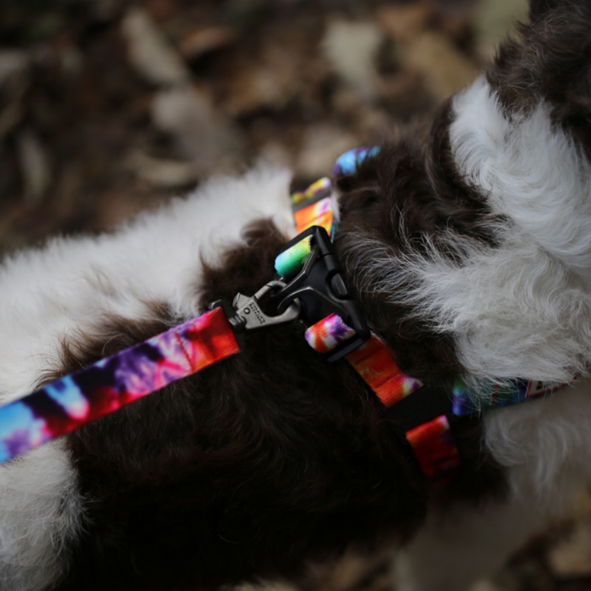 Rover Harness Harness Charlie's Backyard