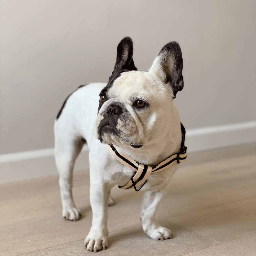 Le Classic Dog Harness