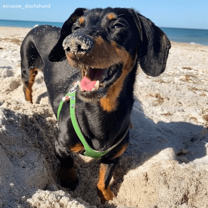 Buddy Belts Luxury Leather Harness - Emerald Harness Buddy Belts