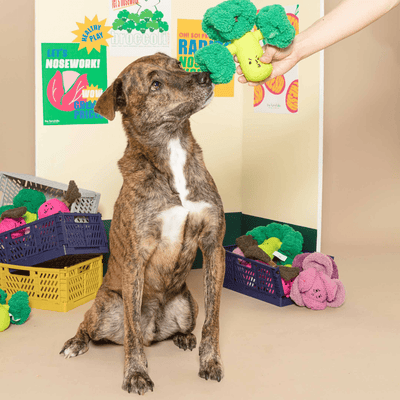 Broccoli Nose Work Toy + Bac N Nutty Training Bites Treats (Bundle and Save!) Toy Spotted By Humphrey
