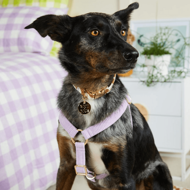 Smiley Face Dog Harness - Yellow - Spotted By Humphrey