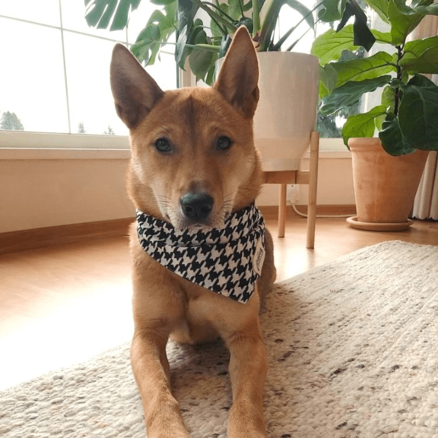 Classic Houndstooth Dog Bandana Bandana The Paws