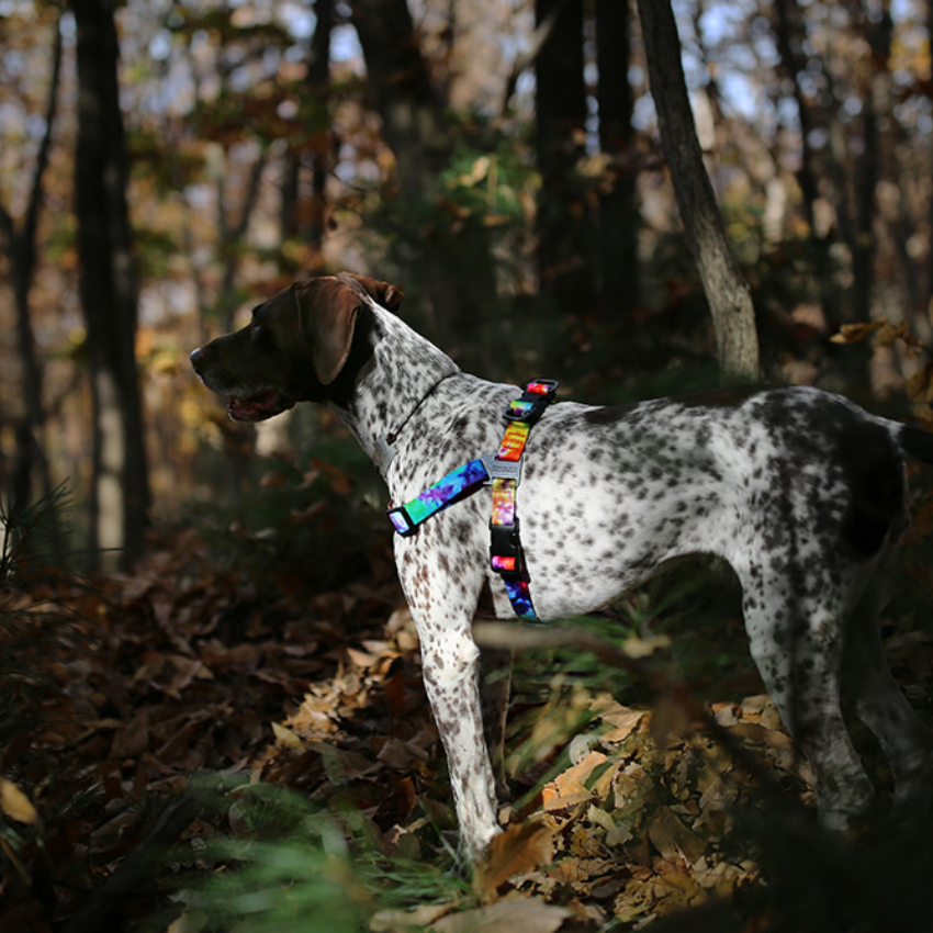 Rover Harness Harness Charlie's Backyard
