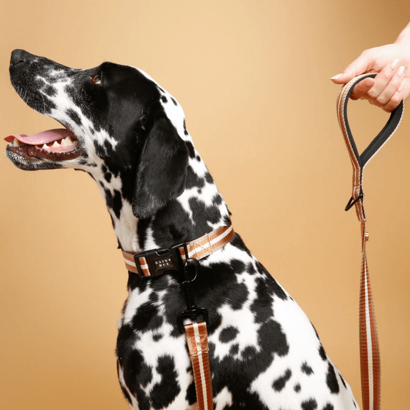 Le Luxe Dog Collar - Café Au Lait Collar Saint Rue