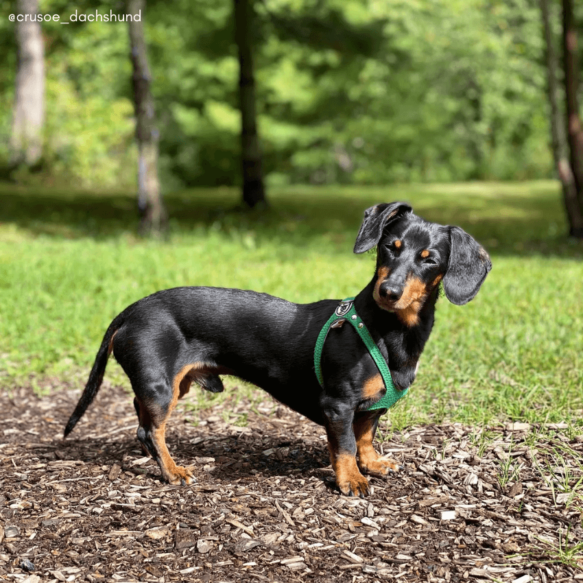 Buddy Belts Luxury Leather Harness - Emerald - Spotted By Humphrey