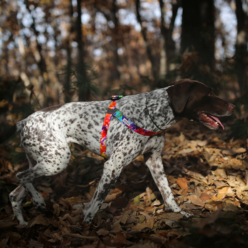 Rover Harness Harness Charlie's Backyard