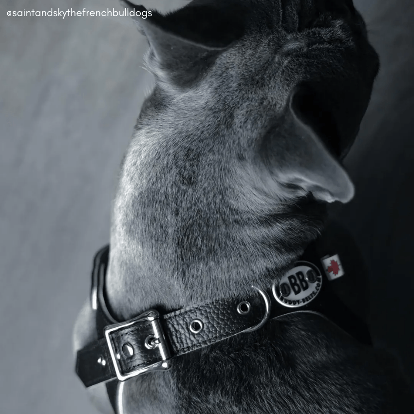 Bb leather best sale dog harness
